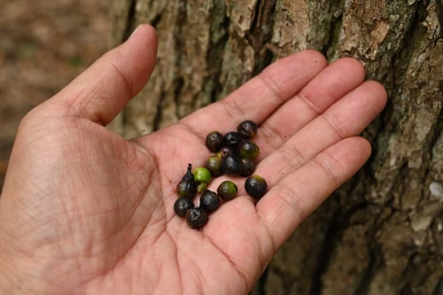 くすのき,クスノキ,楠木,果実
