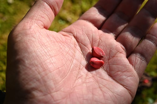 朴の木,ホオノキ