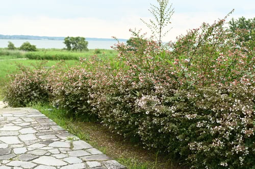 垣根に使う植木の種類