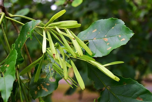 筑紫トネリコ,種子