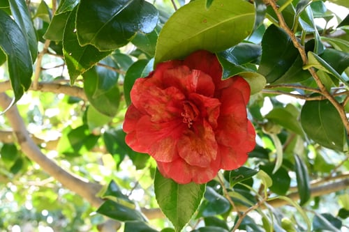 崑崙黒（こんろんこく）