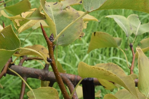 ナシの木の棘,梨の木,なしのき