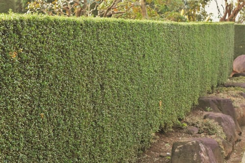 垣根用の常緑樹