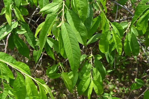 花桃の木,植物,はなもも