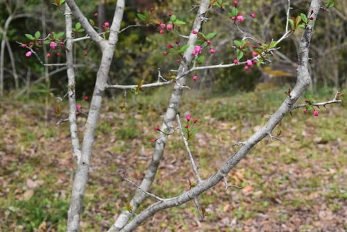 かいどう,樹木,ハナカイドウ