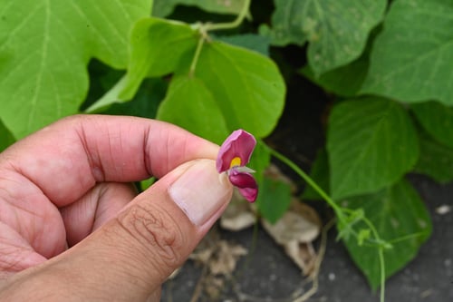 葛の木の花,クズ,くず,植物