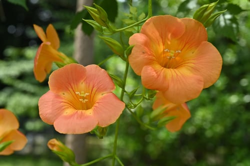 Flowering trees in August in July