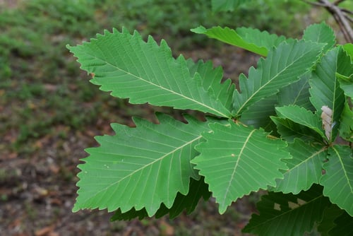 水楢と小楢の見分け方