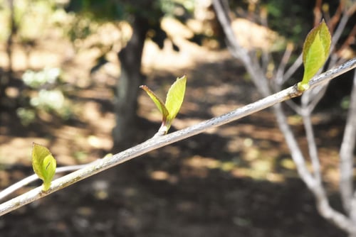 macropoda holly,leaf