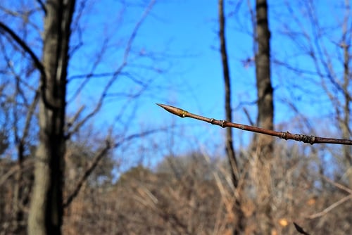 ツリバナ,吊り花,特徴,つりばなの冬芽はどんな感じ