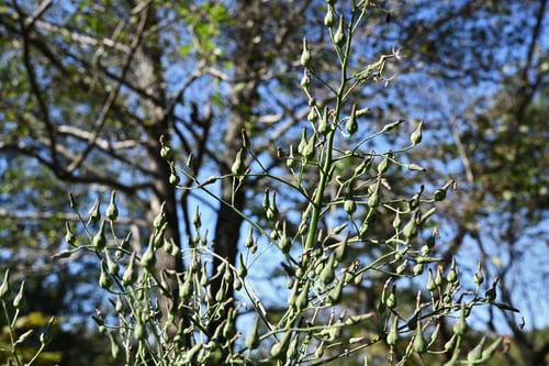 アキノノゲシ,あきののげし