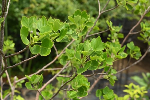 葉が小さいユリノキ,ゆりのき