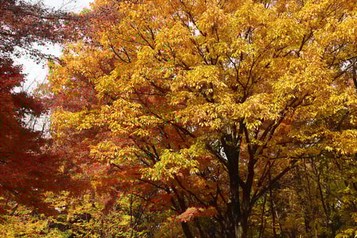 小楢,紅葉,画像,コナラ
