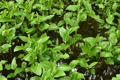 はんげしょう,山野草,植物