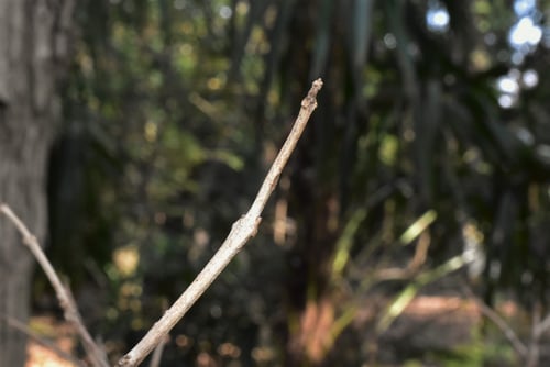 臭木,枝,くさぎ,臭桐とは