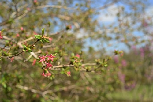 うぐいすかぐら,鴬神楽の木