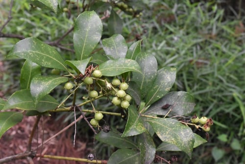 アセビ,馬酔木,種子,実,あせび