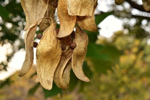 あおぎり,梧桐の木の実,アオギリ