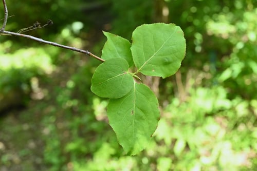 おおつりばな,ツリバナ