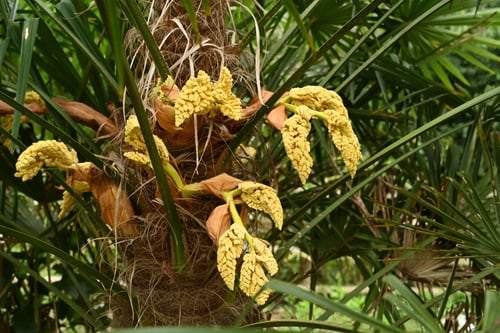 シュロの木,棕櫚の花の画像,シュロ,しゅろ