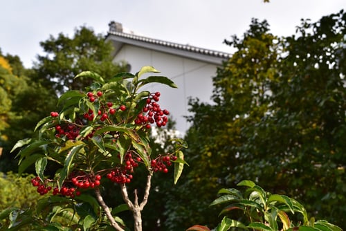 万両(マンリョウ)