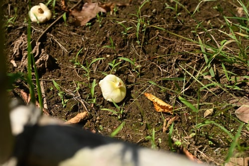 芙蓉の木,フヨウ,ふよう