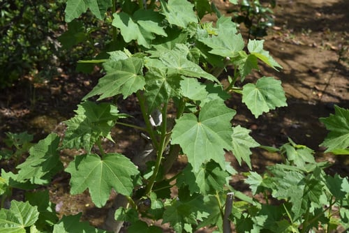 酔芙蓉,すいふよう,スイフヨウ