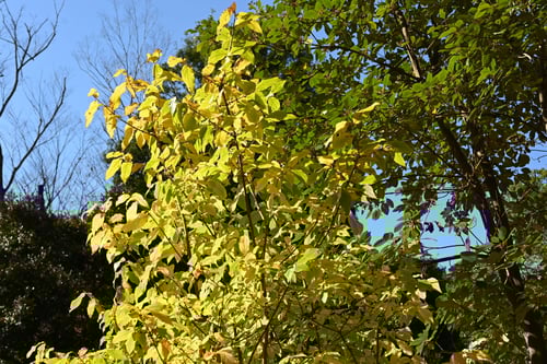 ソシンロウバイ,香りの良い黄色い花の木