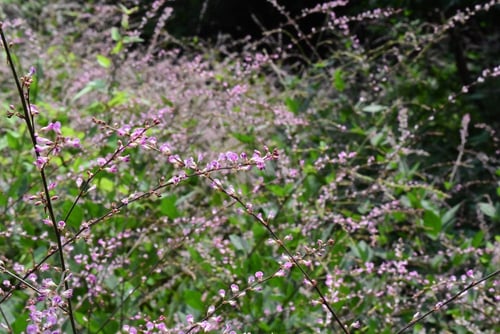 ヌスビトハギ,青紫色の花が咲く,季節
