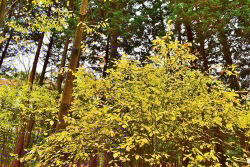 ままっこ,何の木,はないかだ,ハナイカダ