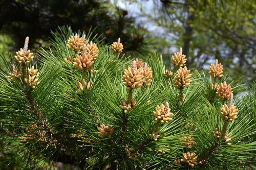 くろまつ,黒松の花,時期,特徴,クロマツ