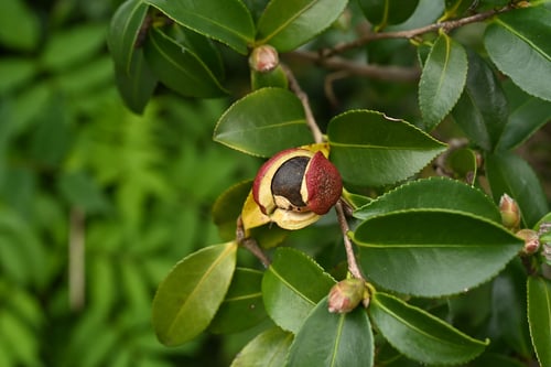山茶花,実,さざんか,サザンカ