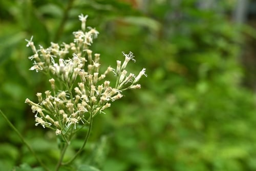 ヒヨドリバナ,ひよどりばな,サンラン,植物