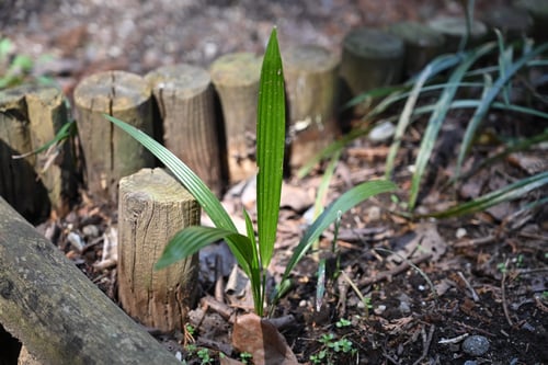 シュロの木,棕櫚の木,増える,しゅろ