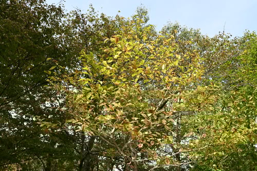 キタコブシの木の黄葉は