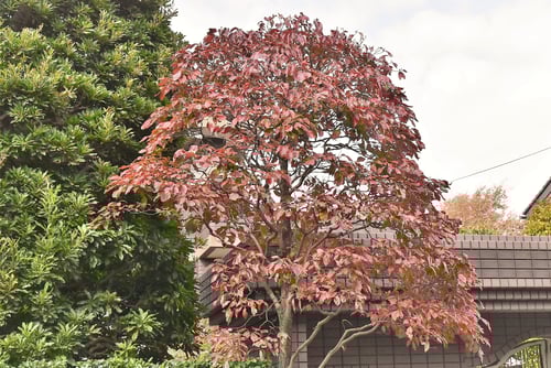 ハナミズキ,はなみずき,花水木