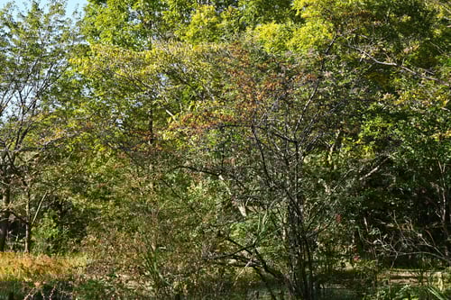 たちばなもどき,樹木