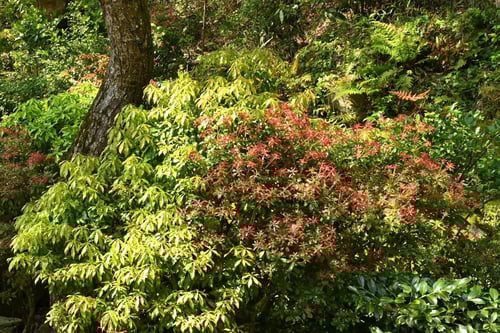 アセビ,あせびの木,特徴,あせぼ