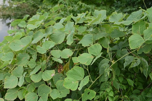 葛,クズ,植物,くず