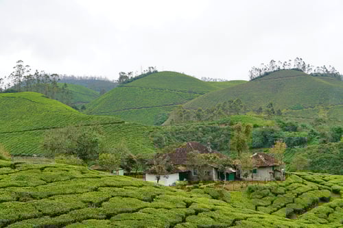 2025/09: Teeplantage mit typischem Bauernhaus (Munnar/Kreala/Indien)