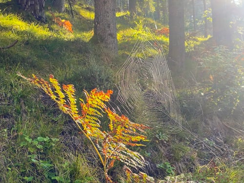 2020/09: In einem Seitental in Auland (A)