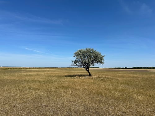 Inmitten der Puszta.