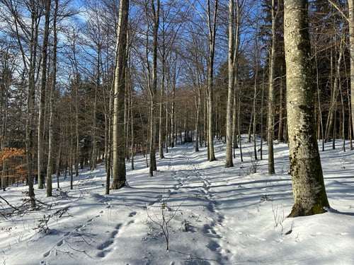 2026/01: Ifleterberg (CH/SO)