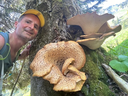 2023/06: Schuppiger Stielporling - grösser als mein Kopf! (A)