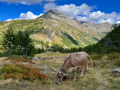 2022/08: 2x Hübschhorn: 1x im Vordergrund, 1x im Hintergrund (CH/VS/Chluismatte)