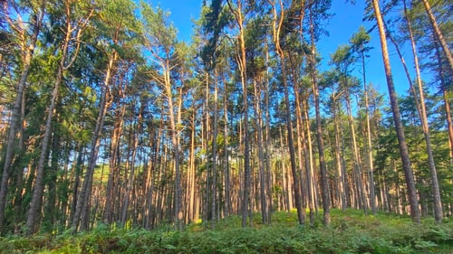 2020/09: Den Wald vor lauter Bäumen nicht sehen...