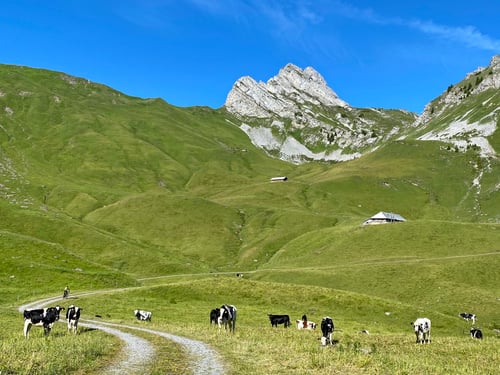 2020/07: Auf dem Weg zum Tierlaufhorn (CH/BE)