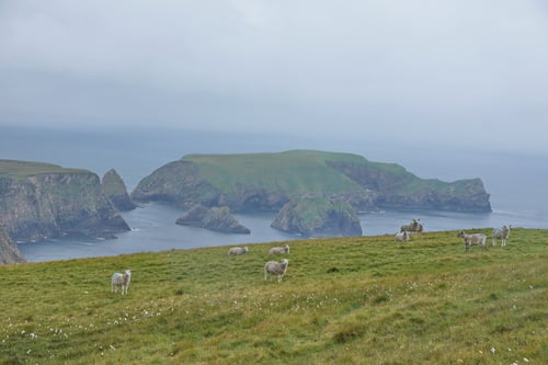 Wahre Klischees: Regen, Grün, Schafe