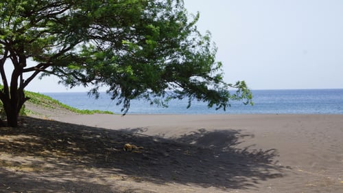 Zu heiss um sich zu bewegen...