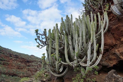 Wir passierten viele Kakteen am Wegrand.
